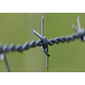 Hot galvanized barbed wire